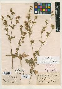 Image of Potentilla lateriflora