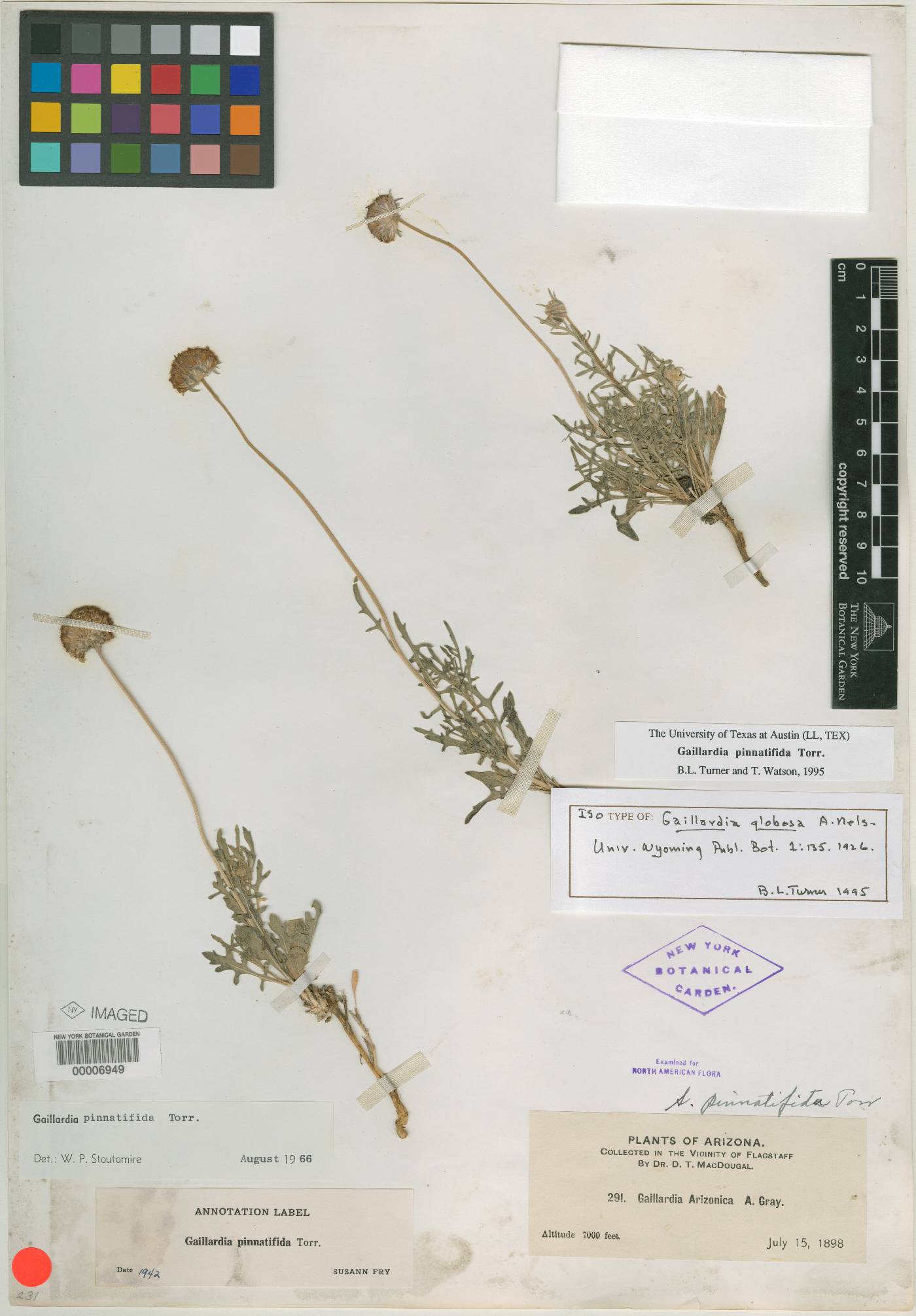 Gaillardia globosa image