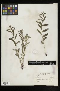 Lithospermum multiflorum image