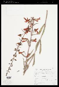 Penstemon barbatus image