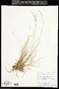 Muhlenbergia richardsonis image