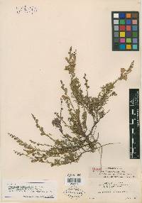 Penstemon linarioides subsp. compactifolius image