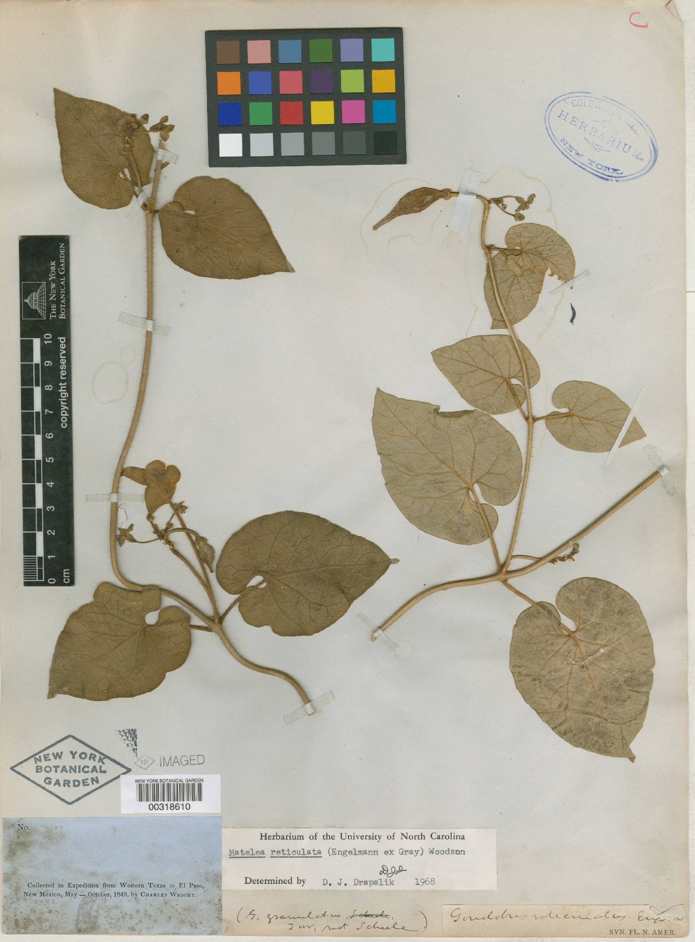 Gonolobus reticulatus image