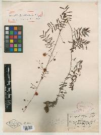 Acacia hartwegii image