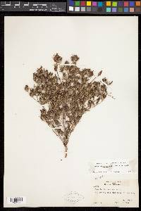 Cordylanthus ramosus image
