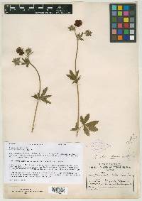 Potentilla atrorubens image