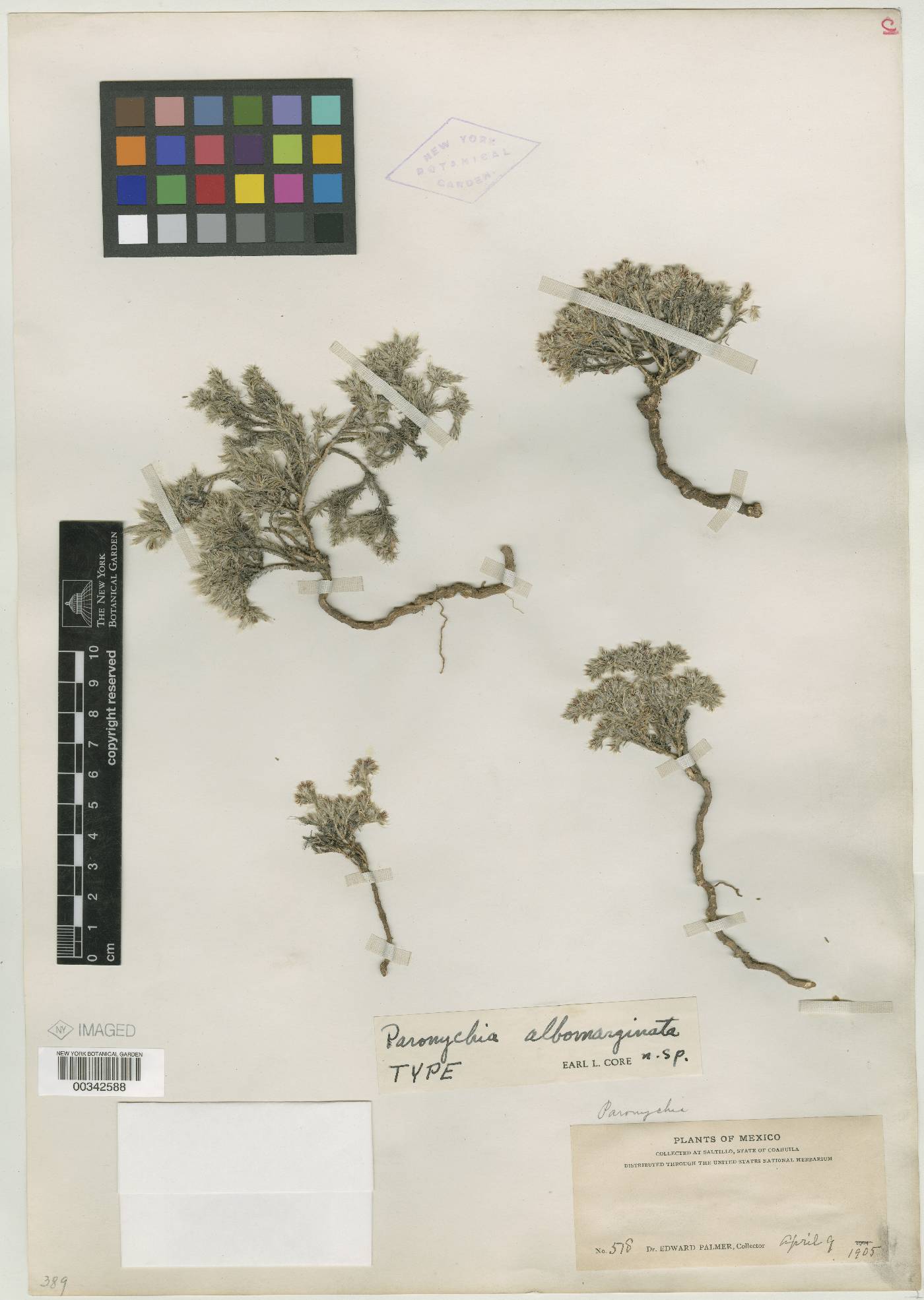Paronychia albomarginata image