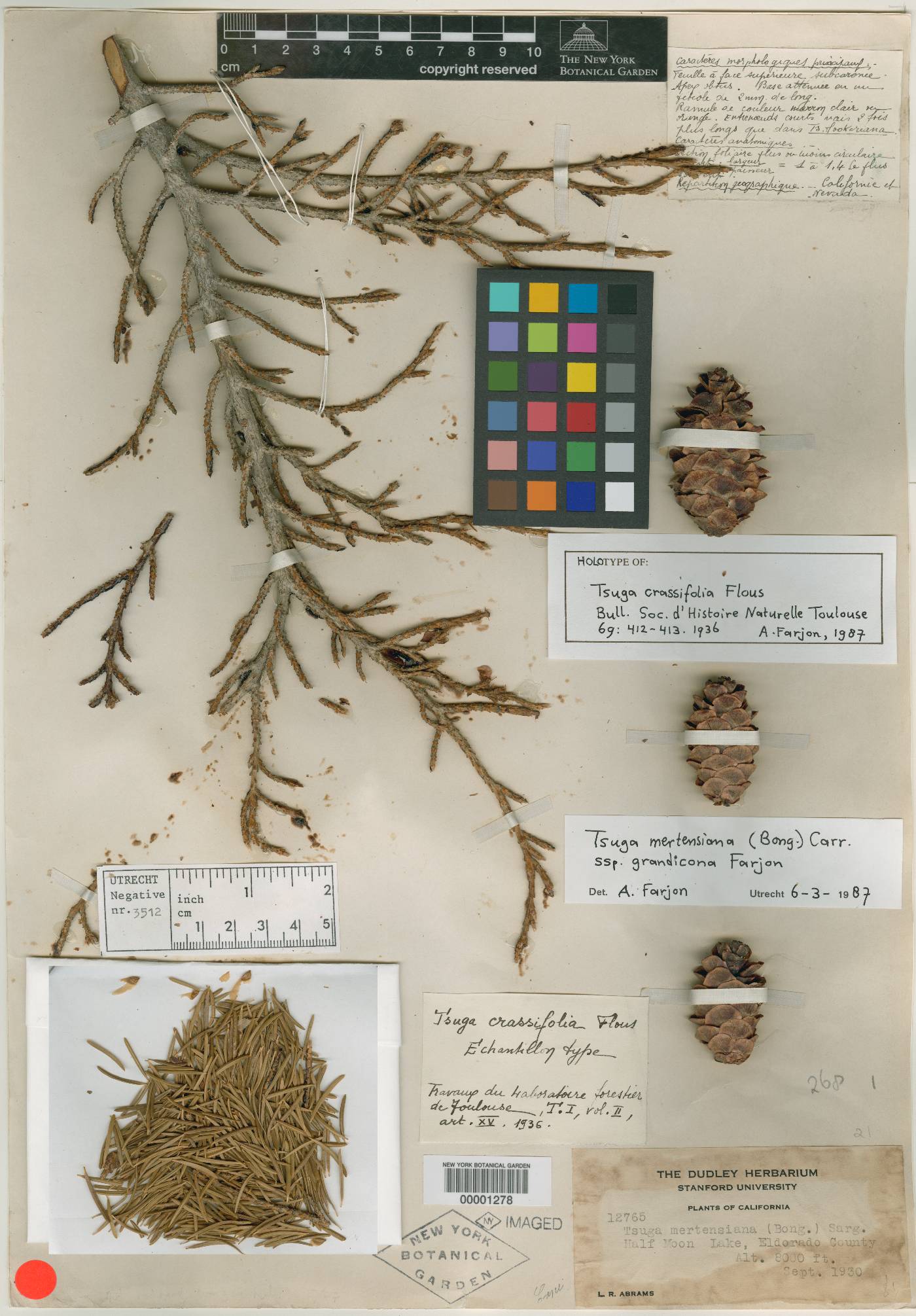 Tsuga crassifolia image