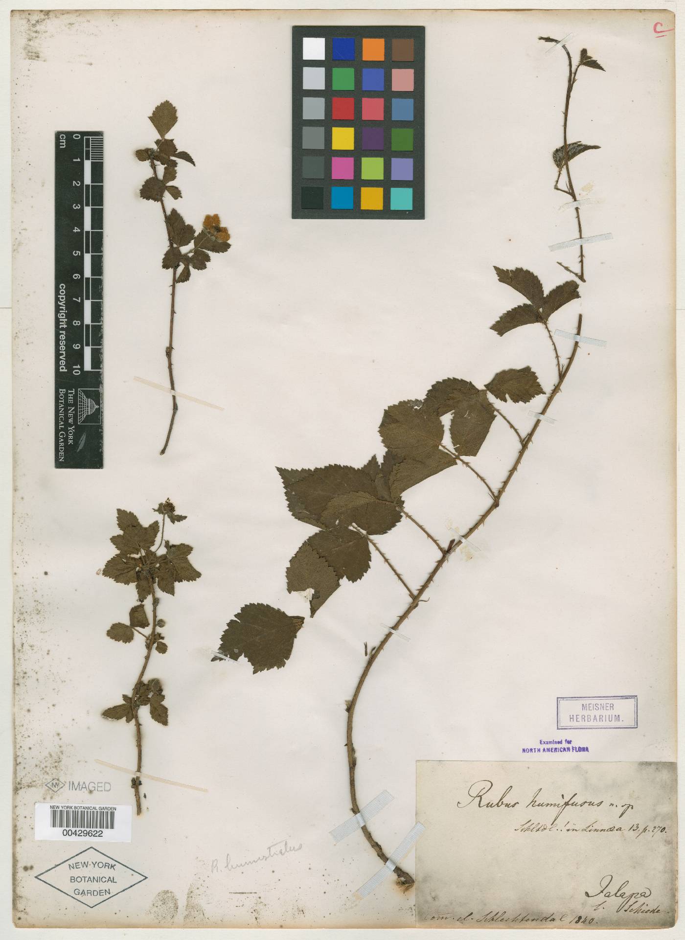 Rubus humistratus image