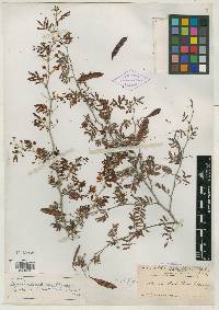 Image of Acacia leucothrix