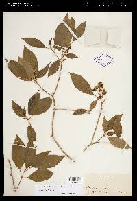 Miconia militis image