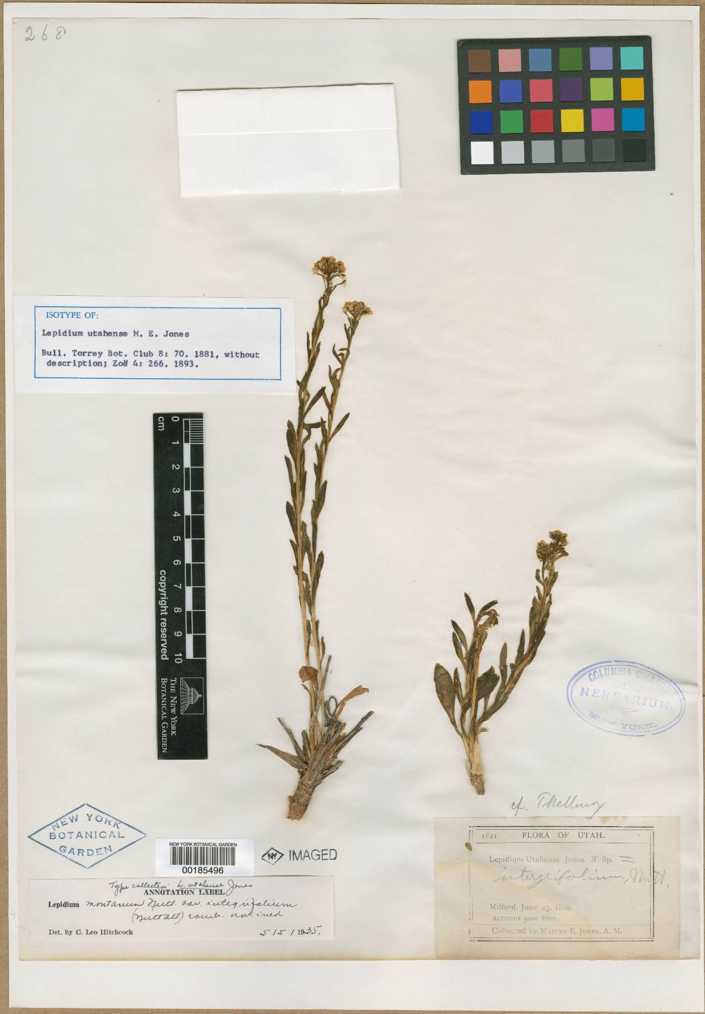 Lepidium utahense image