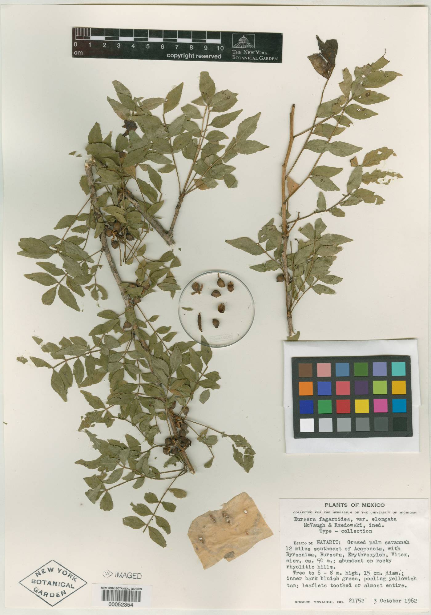 Bursera fagaroides var. elongata image