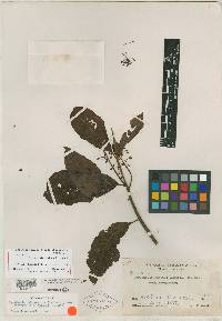 Parathesis melanosticta image