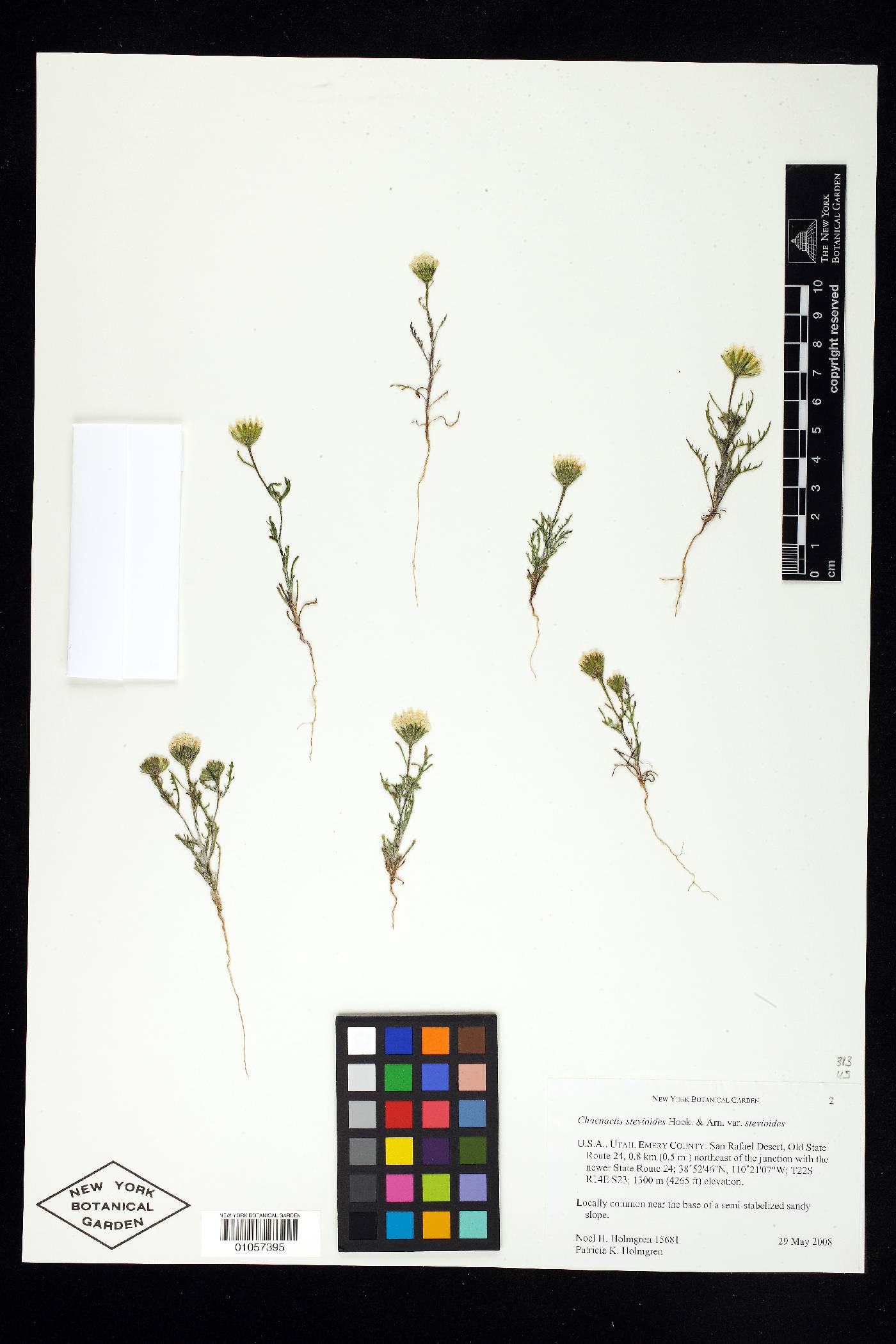 Chaenactis stevioides var. stevioides image