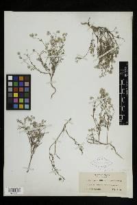 Cryptantha gracilis image