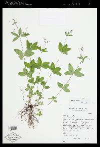 Galium circaezans image