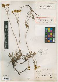 Image of Eriogonum biumbellatum