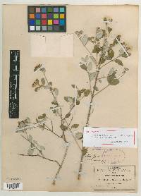 Neodeutzia ovalis image