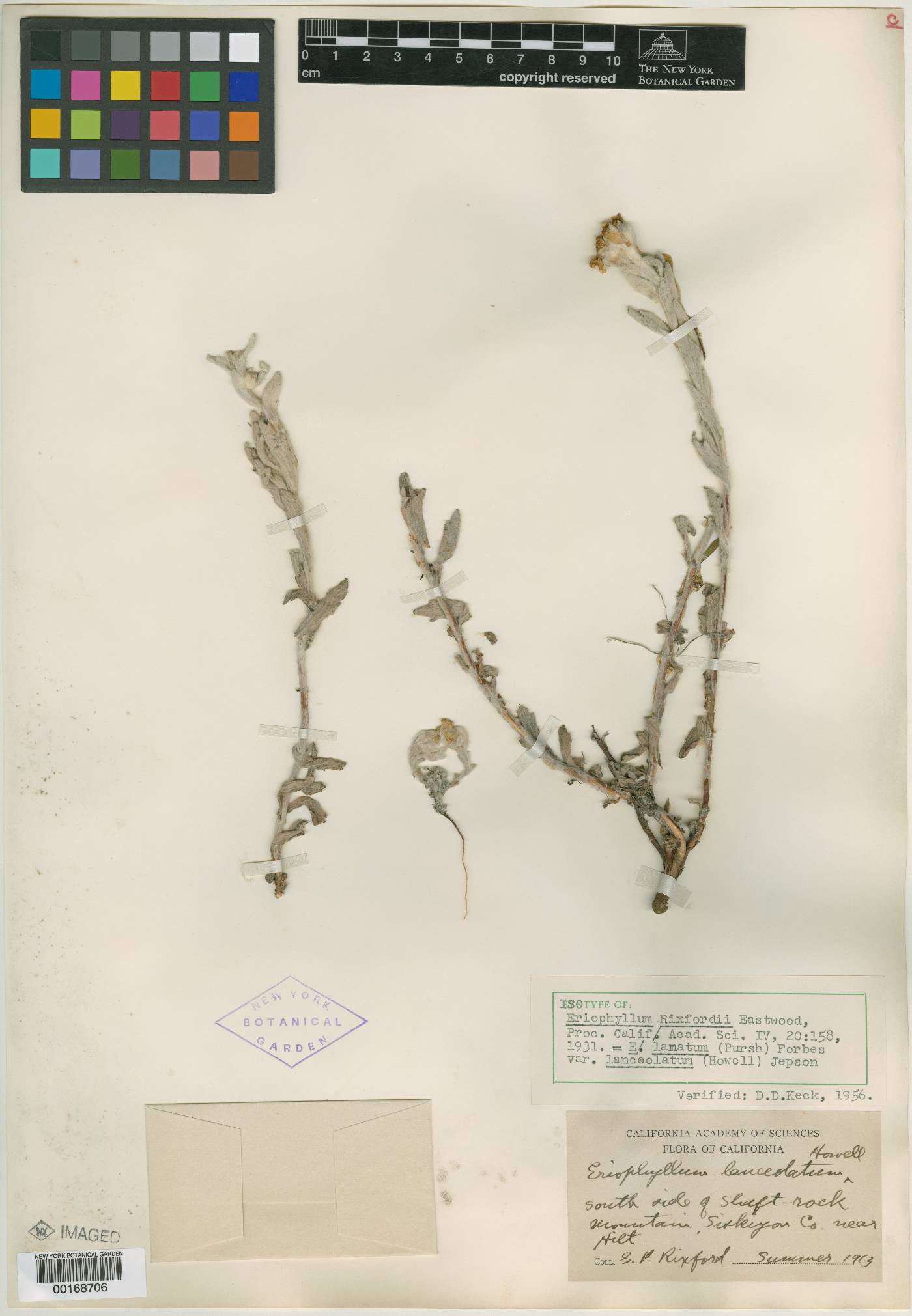 Eriophyllum lanatum var. lanceolatum image