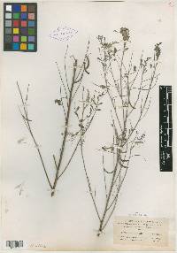 Indigofera lindheimeriana image