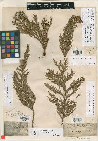 Thuja gigantea image