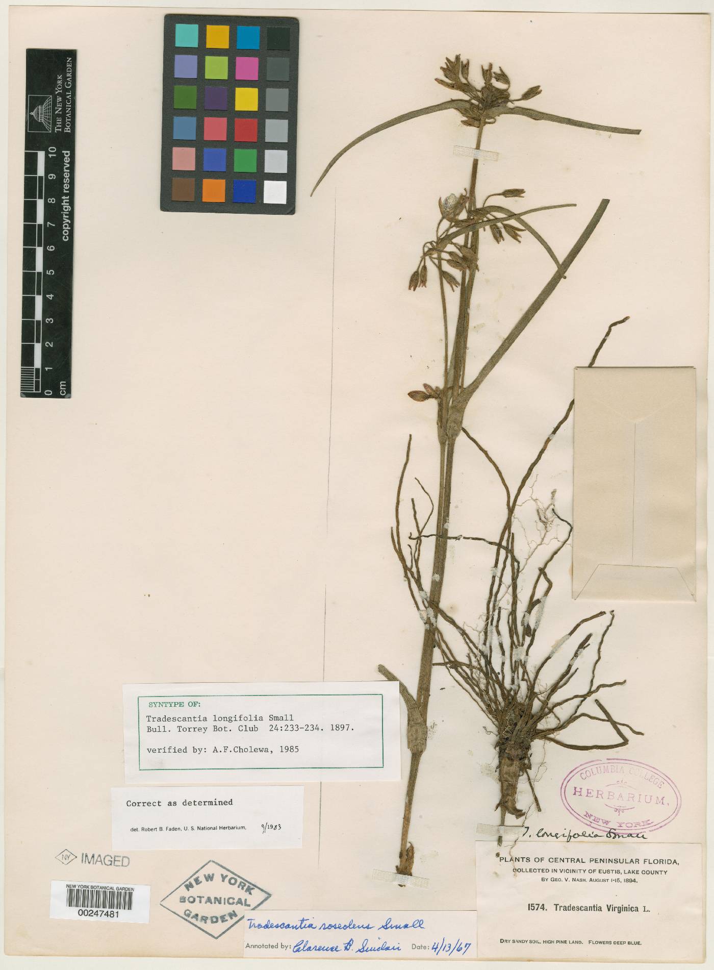 Tradescantia longifolia image