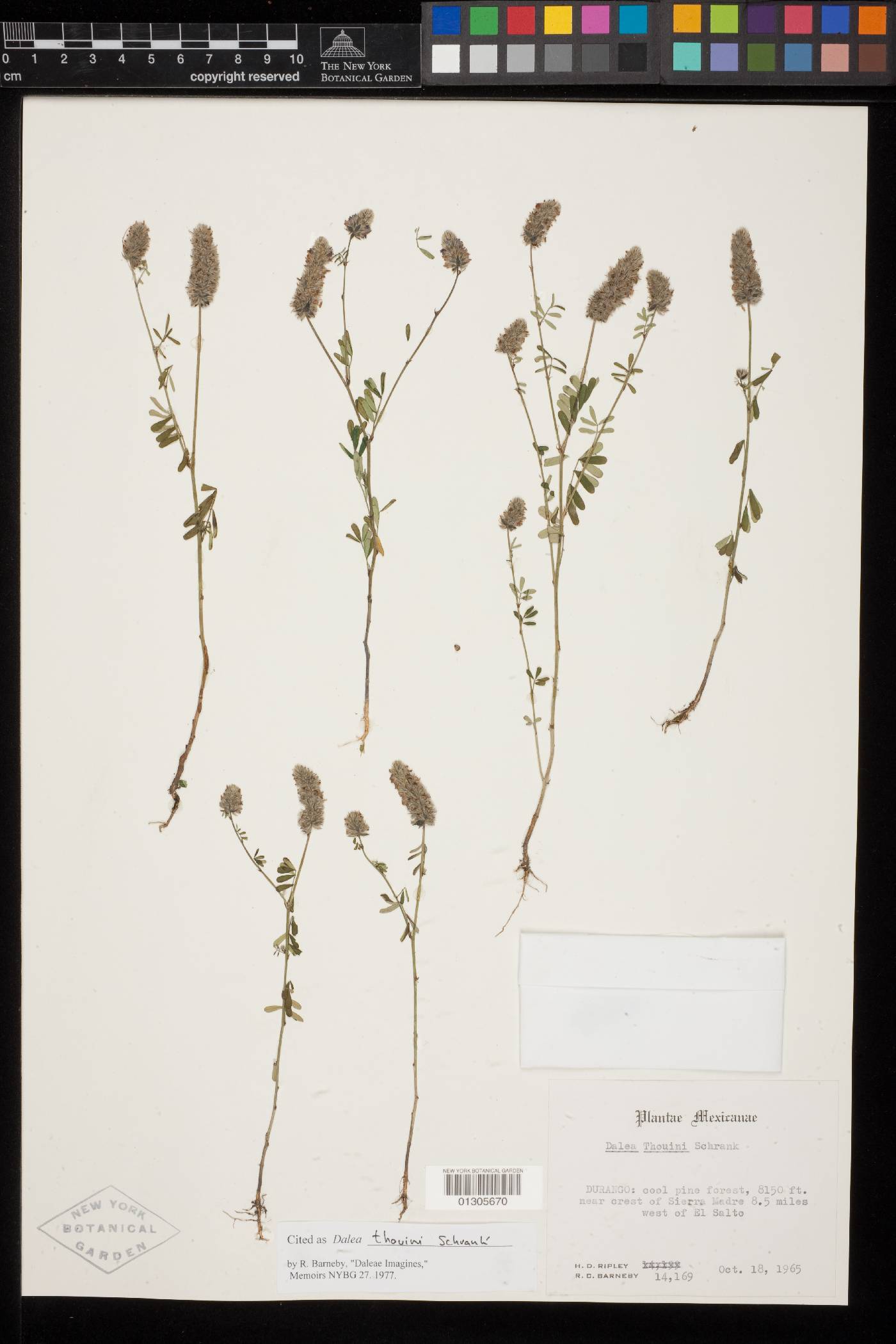 Dalea thouinii image