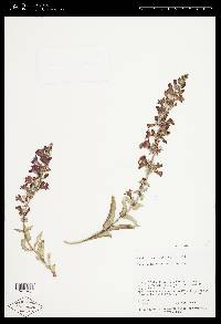 Penstemon acuminatus image