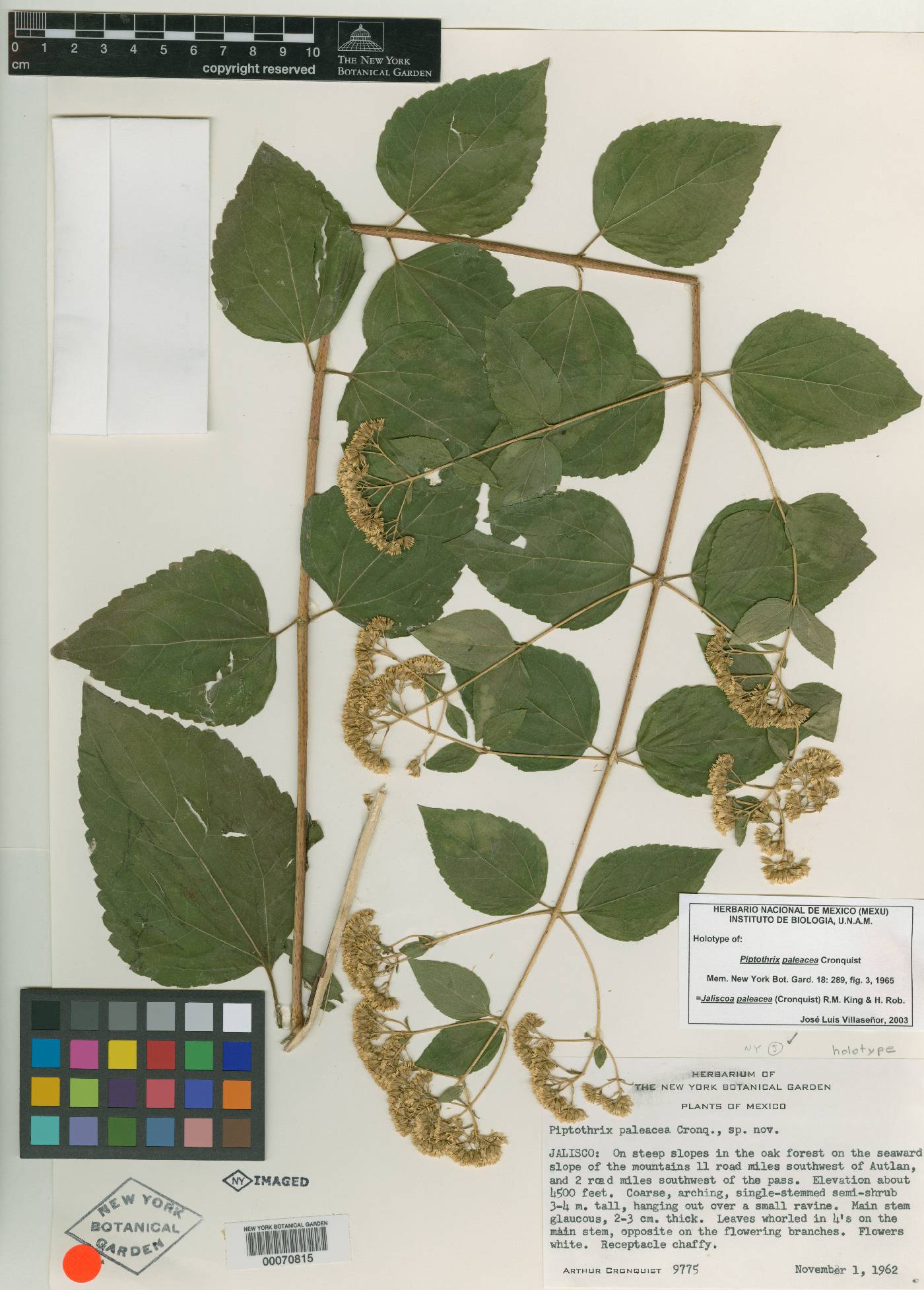 Jaliscoa paleacea image