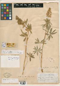 Lupinus comatus image