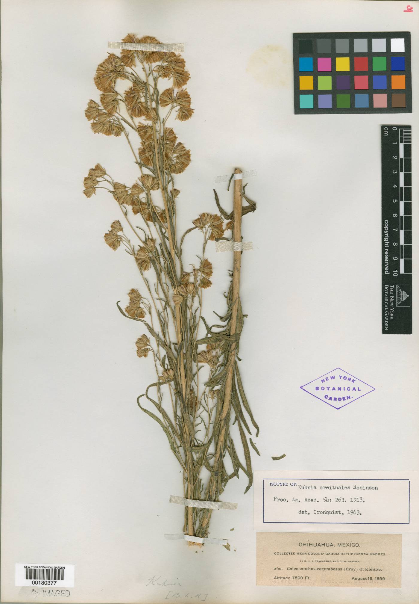 Brickellia oreithales image