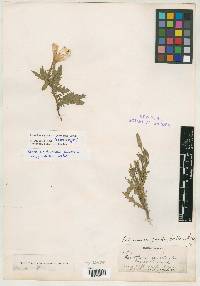 Oenothera laciniata var. grandiflora image