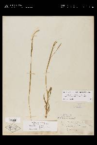 Paspalum setaceum var. stramineum image