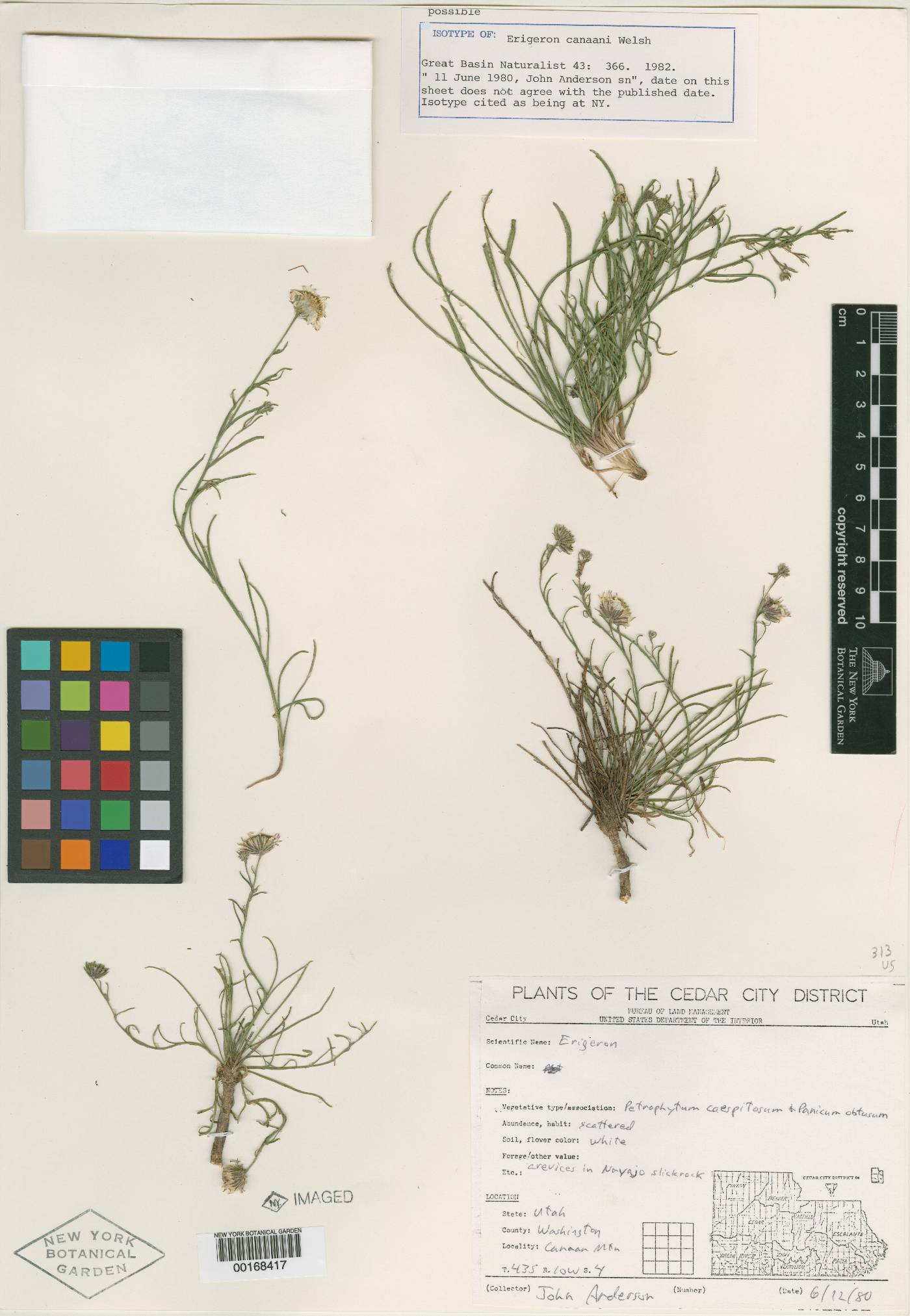 Erigeron canaani image