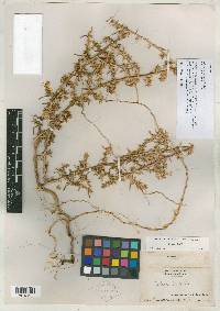 Salsola caroliniana image