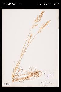Poa nemoralis image