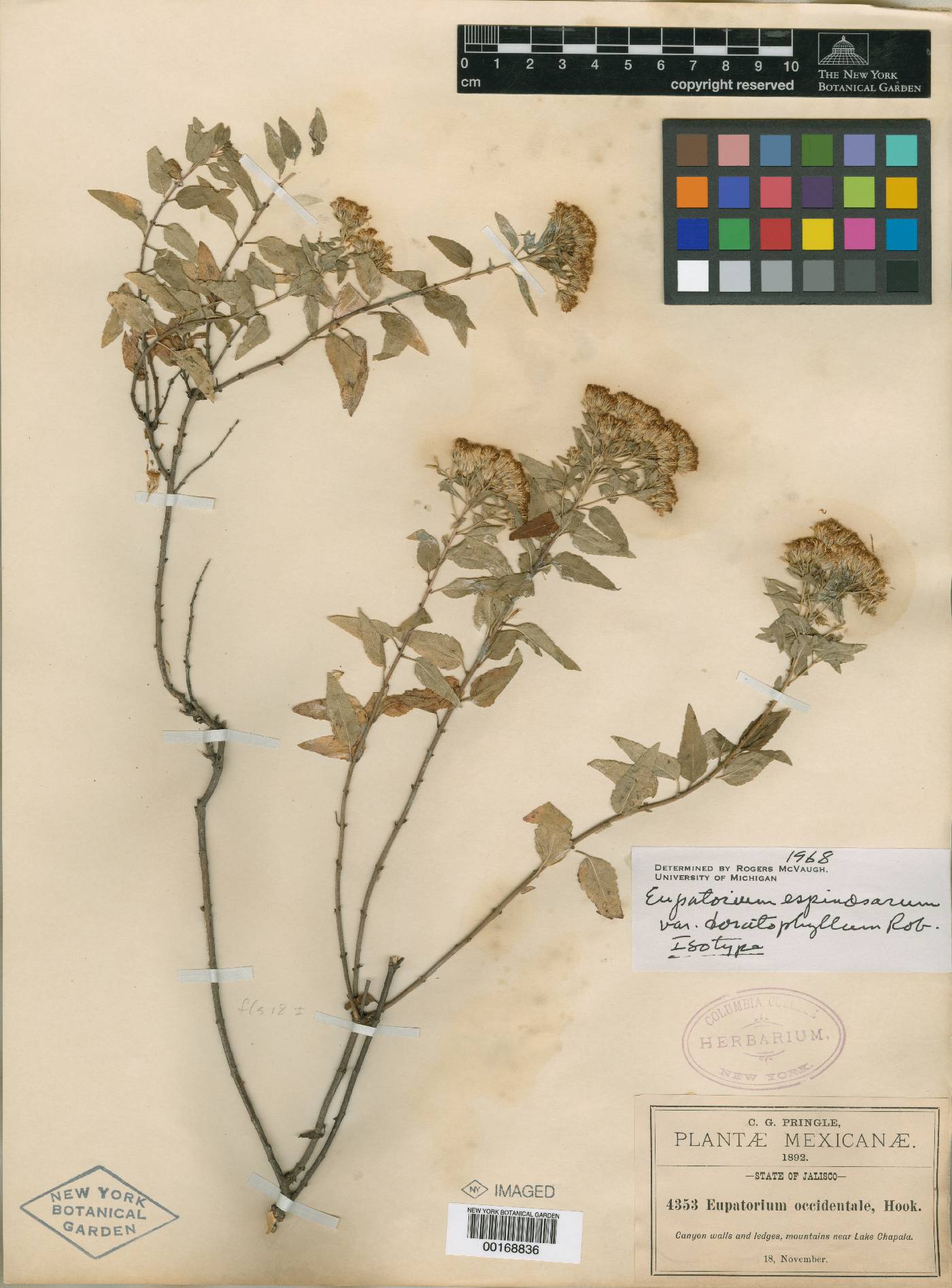 Ageratina robinsoniana image