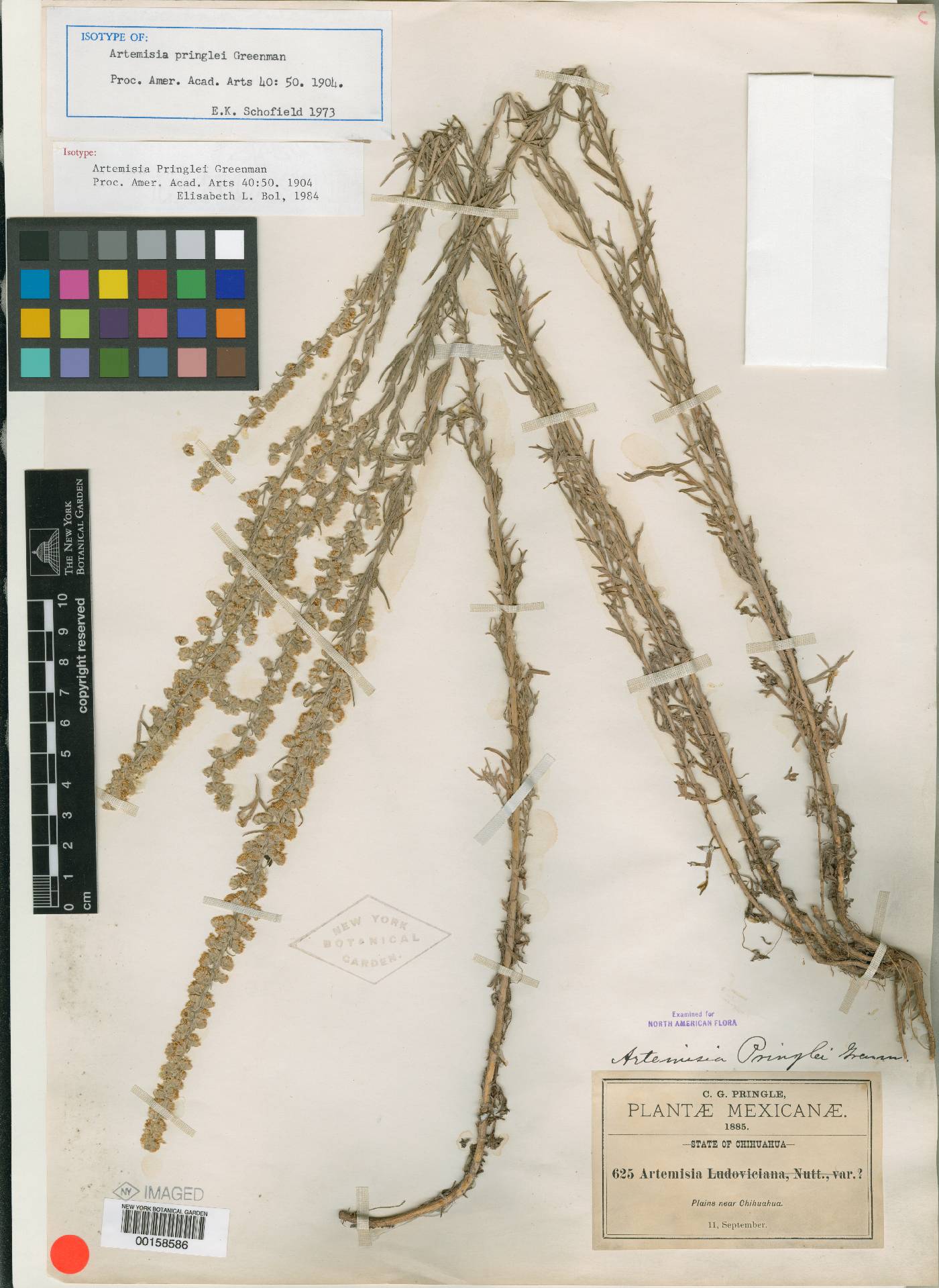 Artemisia pringlei image