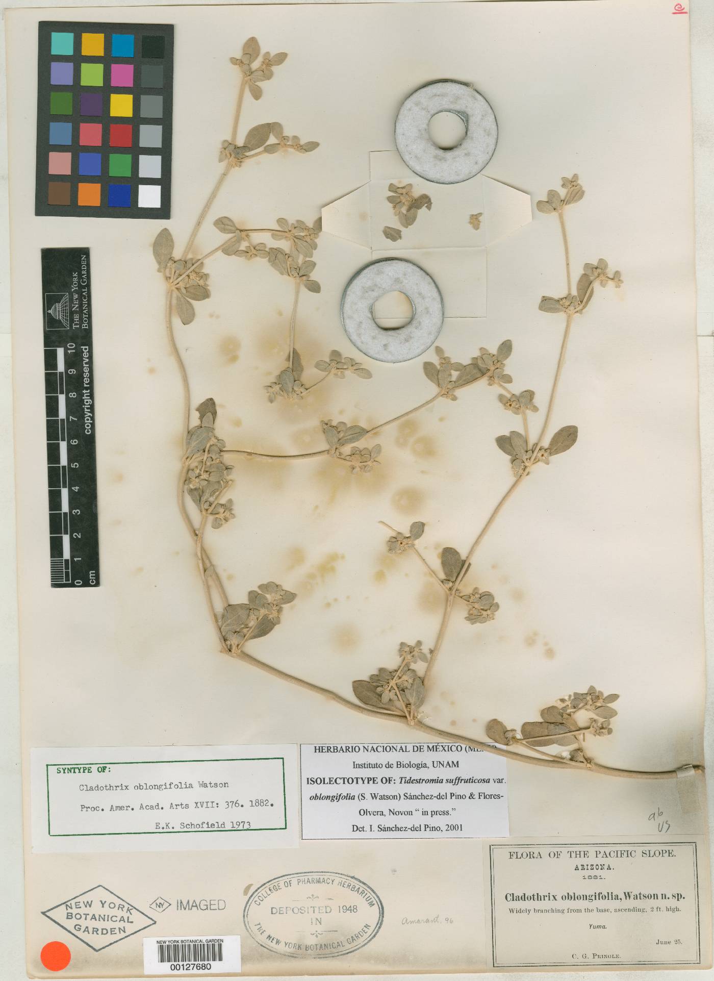 Cladothrix oblongifolia image
