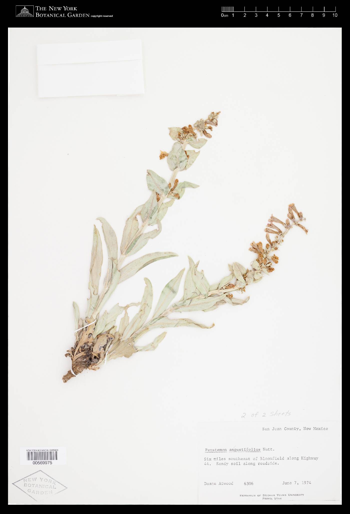 Penstemon angustifolius var. venosus image