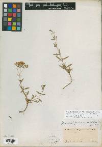 Stevia salicifolia var. virgulifera image