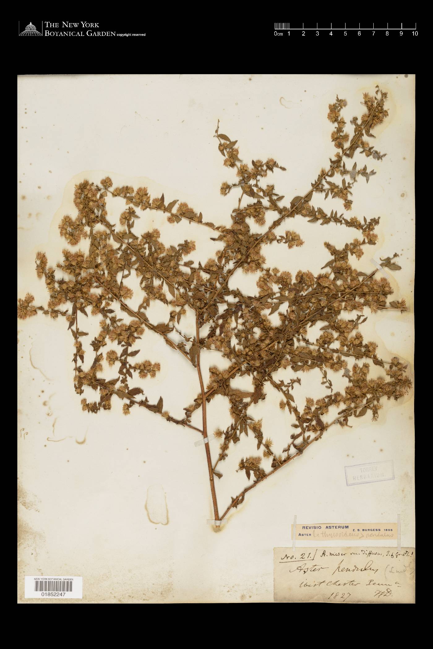 Symphyotrichum lateriflorum var. horizontale image