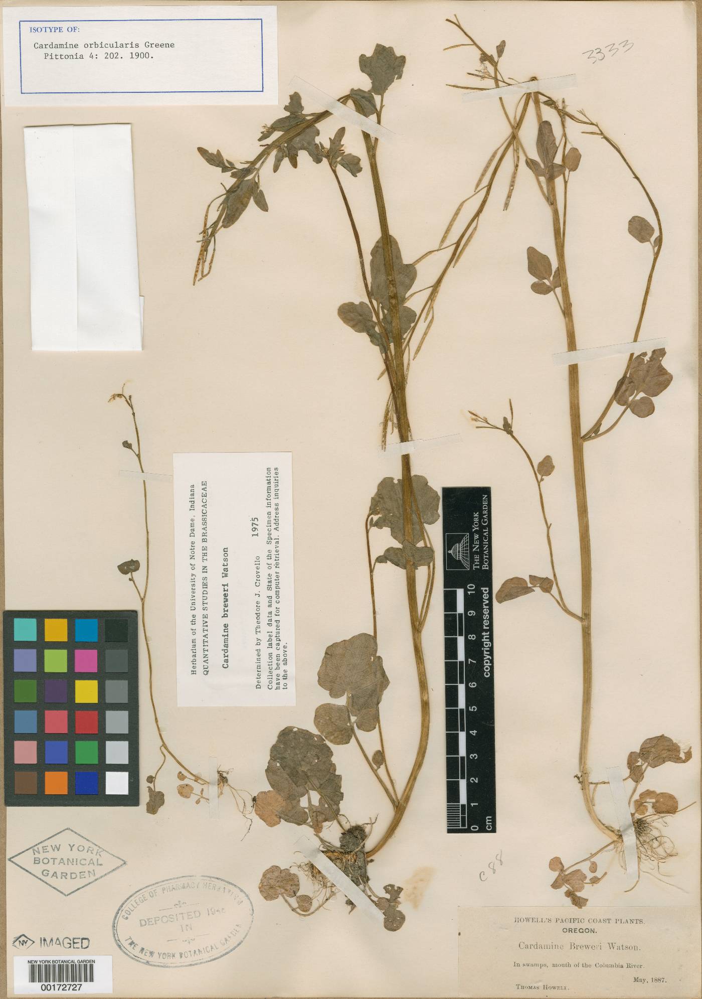 Cardamine orbicularis image