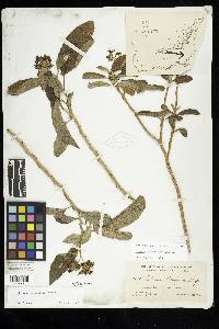 Solanum donianum image