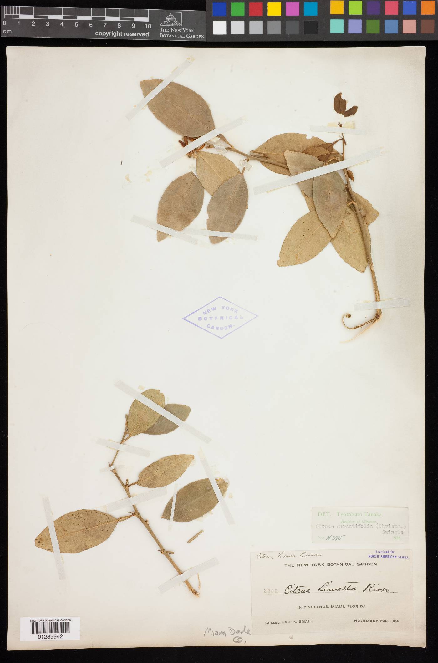 Citrus x aurantiifolia image