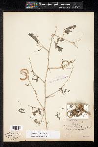 Zapoteca formosa subsp. rosei image