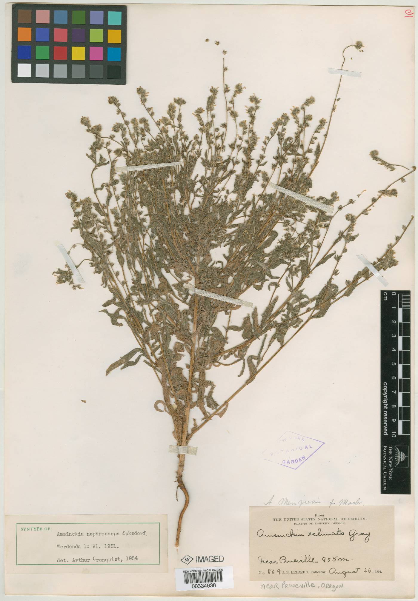 Amsinckia menziesii var. intermedia image