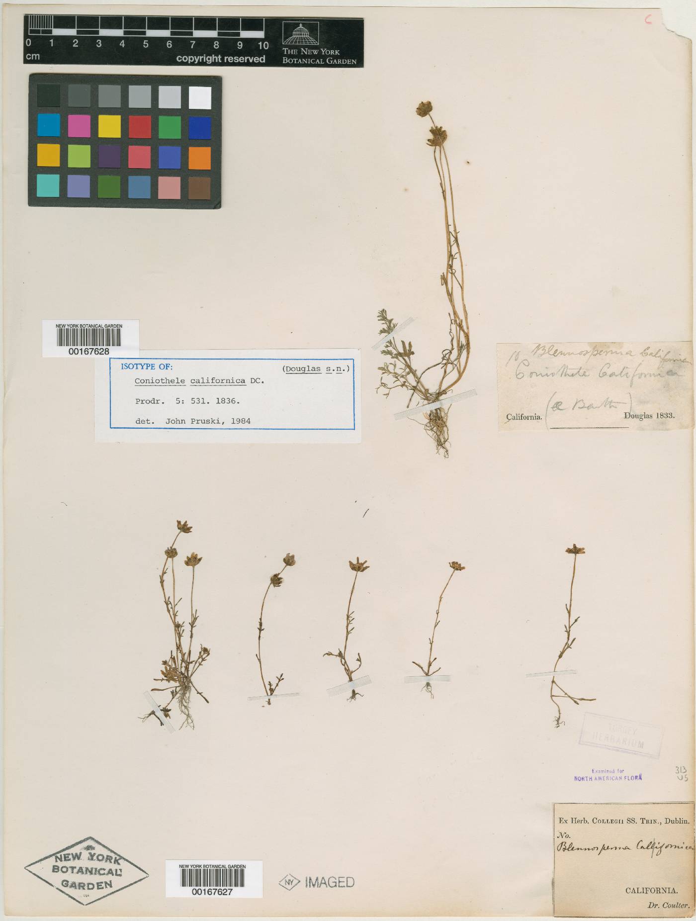 Coniothele californica image