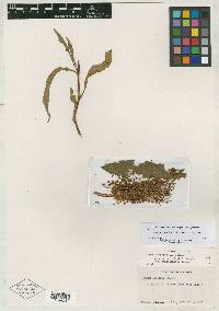 Rumex hesperius image